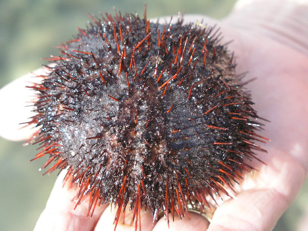 tripneustes gratilla 1