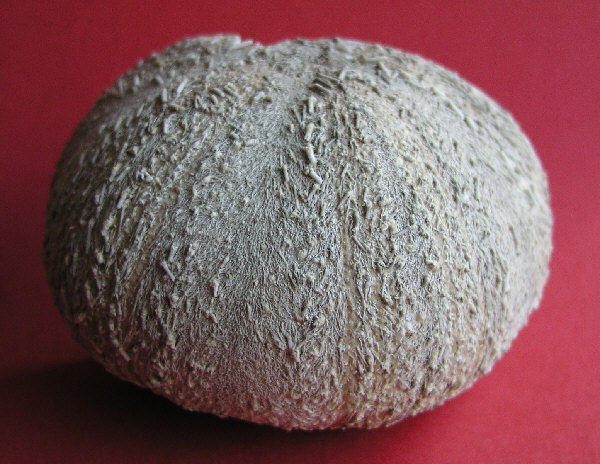 tripneustes gratilla 2