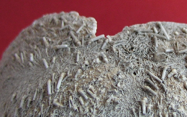 tripneustes gratilla 3