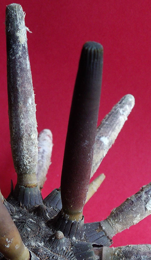04a epidermisschicht