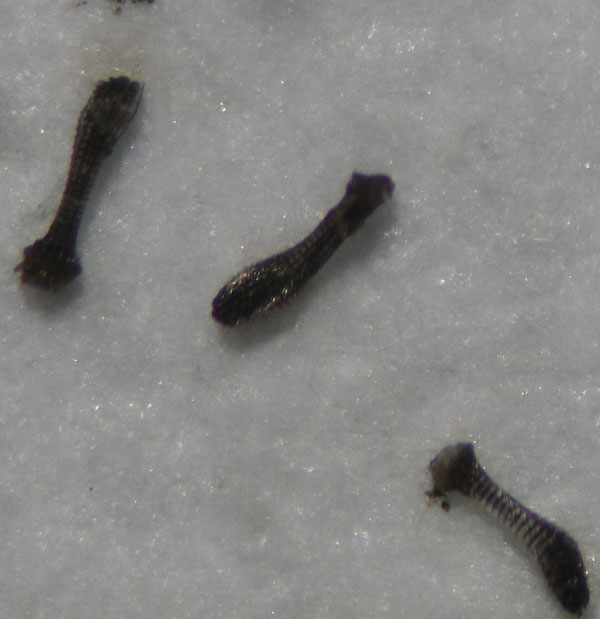 Dendraster6 7c