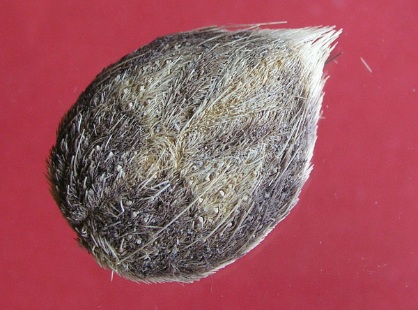 MaretiaPlanulata6 7a