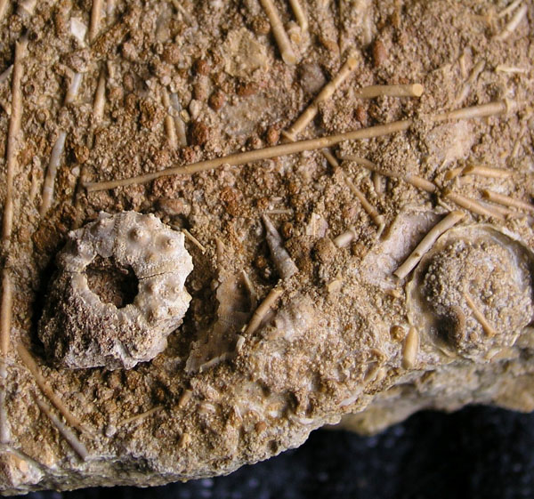 09b acrosalenia hemicidaroides