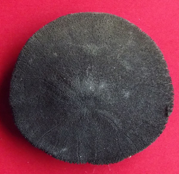 10e echinocardium