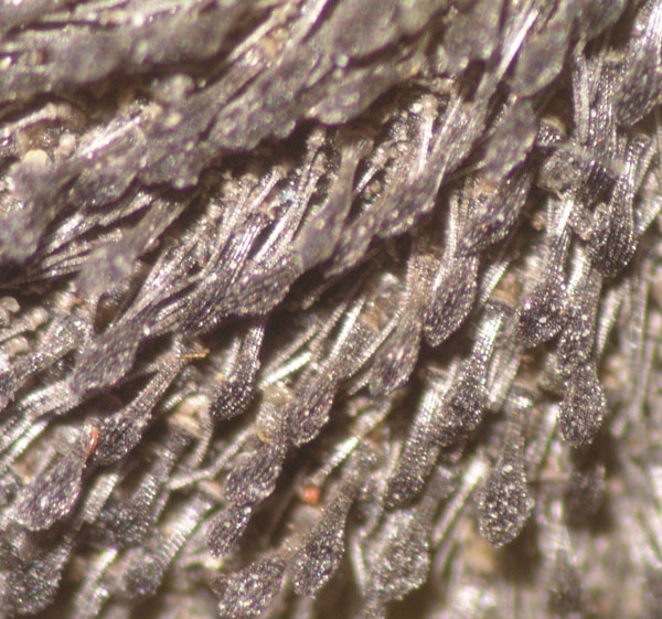 10f echinocardium