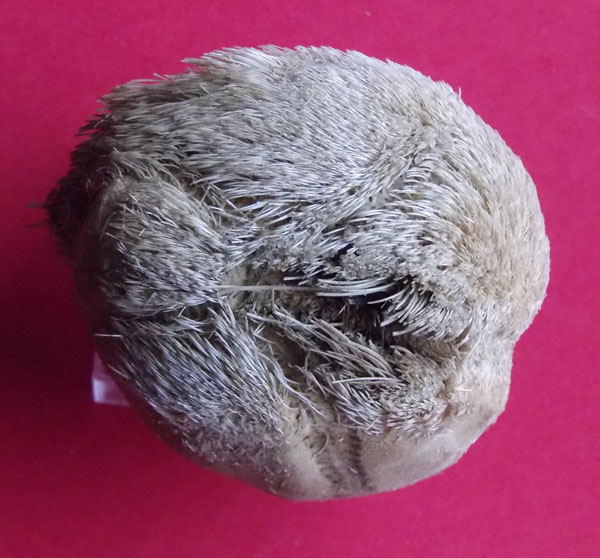 10a echinocardium cordata