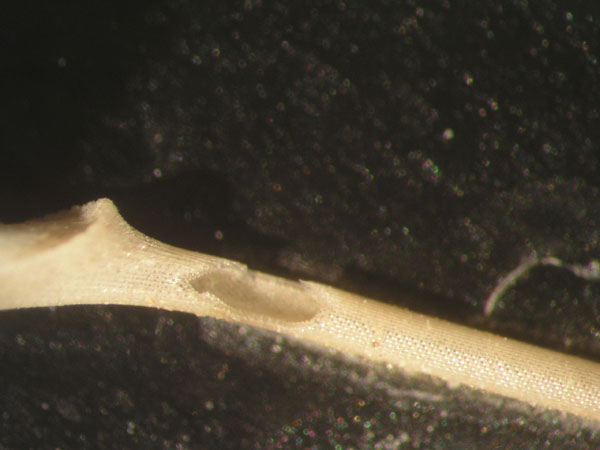 10c echinocardium