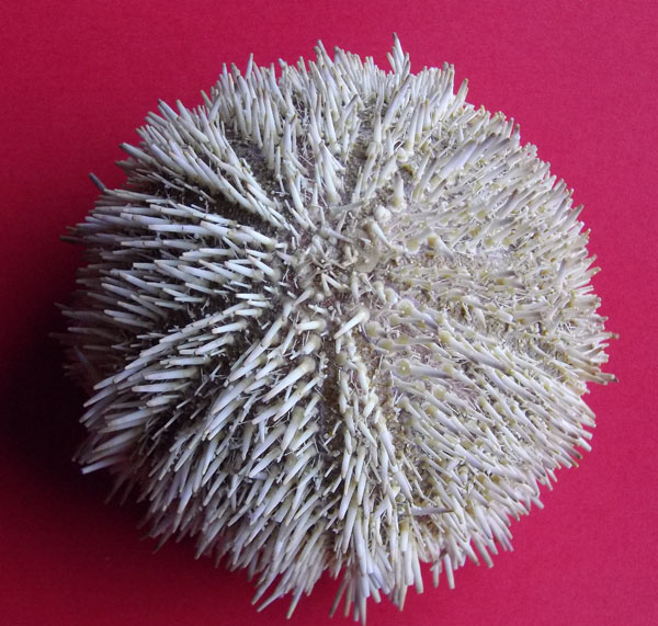 08a echinus esculentus