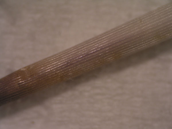 08b echinus esculentus