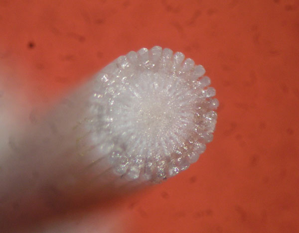 08c echinus esculentus