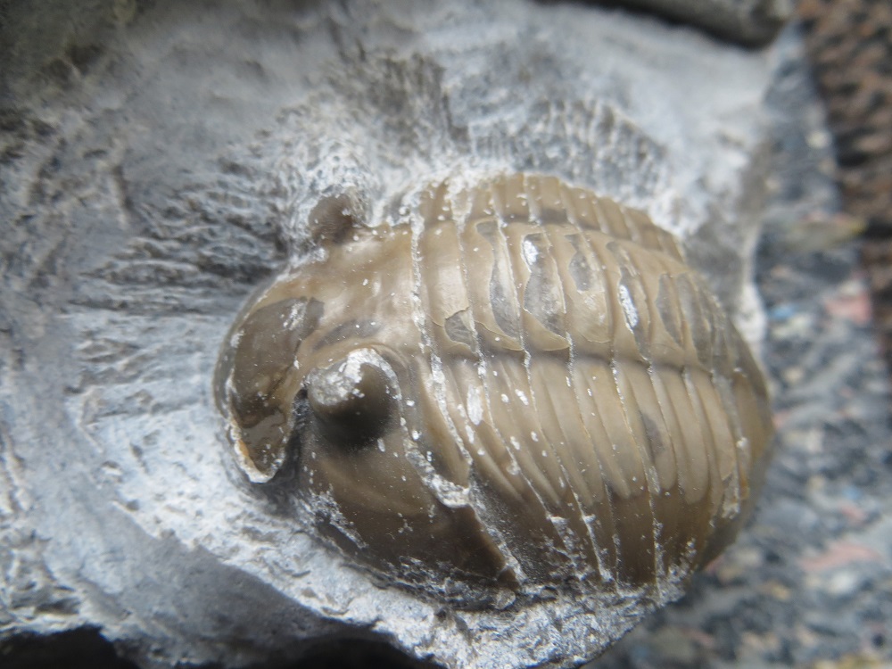 3 Heiligenhafen 201 Trilobit