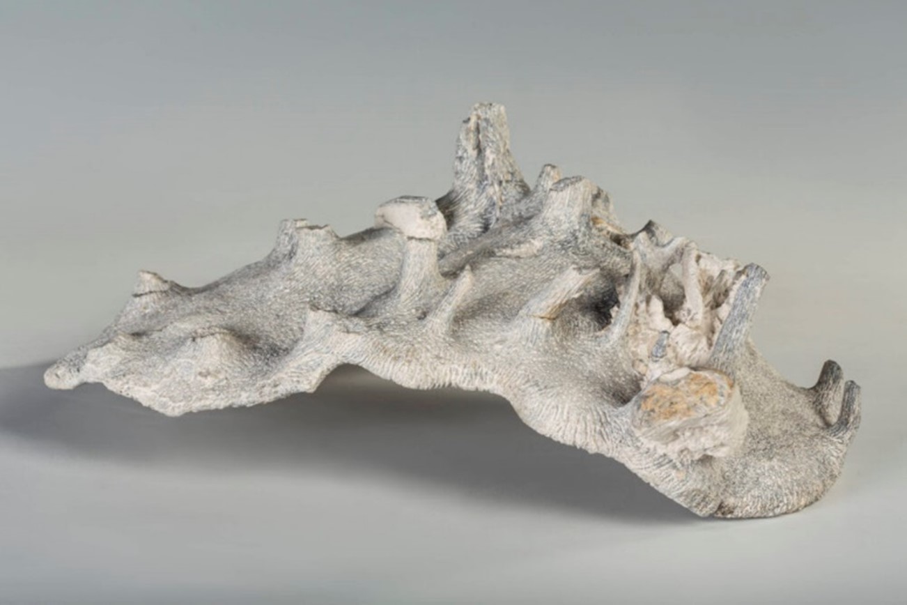 Kieselschwamm Urnacristata c Landesmuseum Hannover