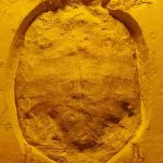 03_Solnhofen_Schildkröte_Solnhofia
