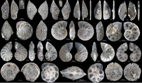 IPGN Vortrag Hesemann